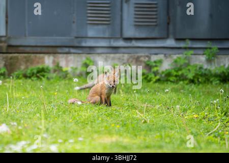 Urban Fox. Due cuccioli di volpe rosse seduti di fronte a una sottostazione elettrica. Cuccioli di volpe urbani che esplorano il giardino. Foto Stock