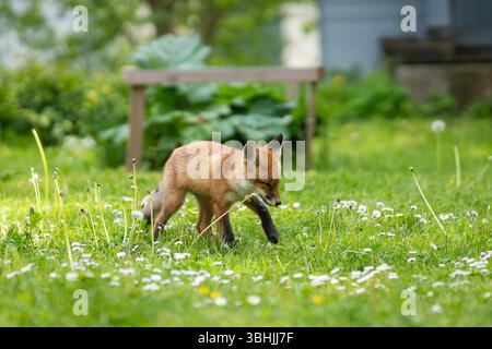 Urban Fox. Cucciolo di volpe rossa che cammina in giardino. Cucciolo di volpe urbano che esplora il giardino. Foto Stock