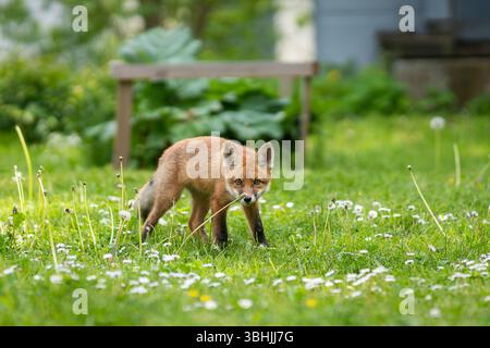 Urban Fox. Cucciolo di volpe rossa che cammina in giardino. Cucciolo di volpe urbano che esplora il giardino. Foto Stock