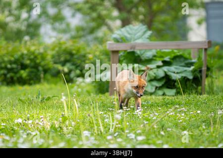 Urban Fox. Cucciolo di volpe rossa che cammina in giardino. Cucciolo di volpe urbano che esplora il giardino. Foto Stock