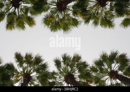 Vista delle palme dal basso con foglie verdi visibili e tronchi marroni. Il cielo bianco e nuvoloso al centro offre un'area di copismo naturale. Foto Stock