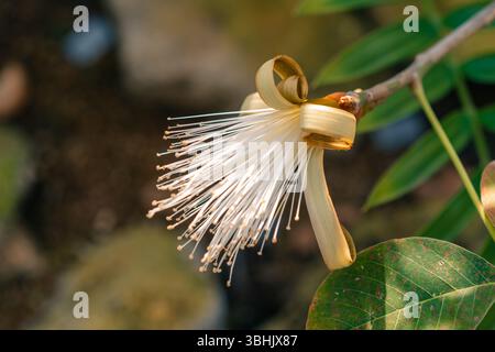 Fiore di Pachira aquatica, è un albero di palude tropicale della famiglia Malvaceae. giappone. Foto di alta qualità Foto Stock