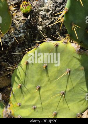 Primo piano del cactus di fichi d'India. primo piano di steli piatti, carnosi e ovali ricoperti da numerose spine Foto Stock