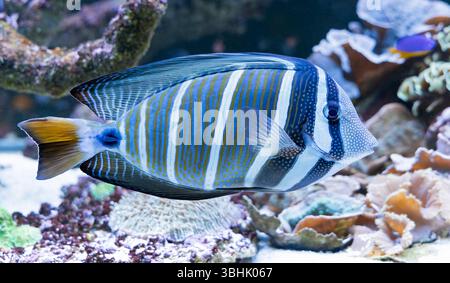 Vista ravvicinata di un codolo Sailfin (Zebrasoma veliferum) Foto Stock