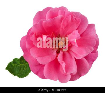 Bellissima rosa magenta con gocce di rugiada in vista dall'alto. Fiore da giardino ritagliato, compreso il percorso di ritaglio. Foto Stock