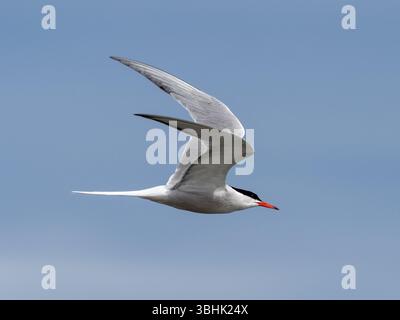 Terna artica in volo con ali isolate contro un cielo azzurro Foto Stock