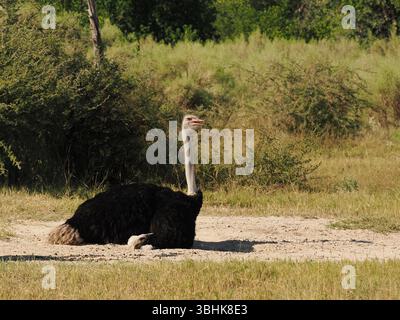 Lo struzzo comune si trova in tutto il Botswana, negli habitat aridi del deserto e nell'area del delta dell'Okavango. Il più grande uccello vivente della terra. Foto Stock