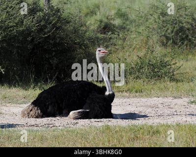 Lo struzzo comune si trova in tutto il Botswana, negli habitat aridi del deserto e nell'area del delta dell'Okavango. Il più grande uccello vivente della terra. Foto Stock