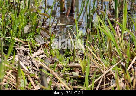 Serpente d'erba Natrix natrix, corpo grigio verde macchie scure lungo fianchi colletto giallo e nero e pupille rotonde, dopo aver bevuto vicino al bordo dell'acqua Foto Stock