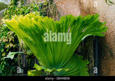 La felce di Staghorn chiamata Platycerium superbum cresce alta e verde con foglie testurizzate. Foto di alta qualità Foto Stock