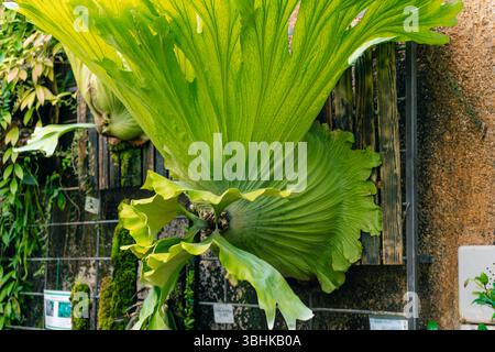 La felce di Staghorn chiamata Platycerium superbum cresce alta e verde con foglie testurizzate. Foto di alta qualità Foto Stock