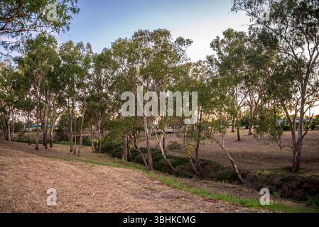 Serene Landscape con alberi e vasto campo erboso aperto al tramonto, Roma, Australia, 28 novembre 2020 Foto Stock