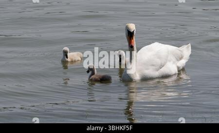 Elegante bagno di cigni bianchi con baby cignets in calme acque blu Foto Stock
