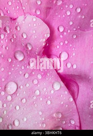 WA26622-00....WASHINGTON - gocce d'acqua su un fiore di peonia rosa. Foto Stock