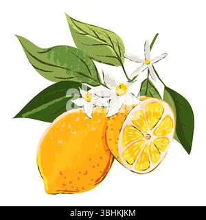 Ramificazione con limoni e fiori di limone. Agrumi tropicali isolati su sfondo bianco. Illustrazione disegnata a mano con acquerello vettoriale. Stampa vintage de Illustrazione Vettoriale