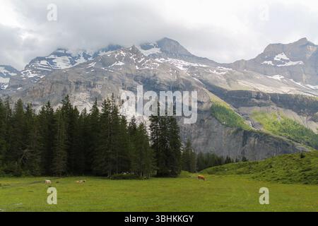 Paesaggio del lago Oeschinen con cime alpine innevate che torreggiano sullo sfondo e mucche sul campo libero. Luglio in Svizzera Foto Stock