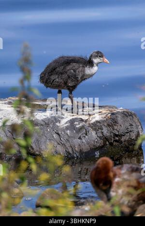 Kinnego Bay, Lough Neagh, Contea di Armagh, Irlanda del Nord, Regno Unito. 10 giugno 2025. Meteo nel Regno Unito - la pioggia si è fermata e le temperature stanno cominciando a salire. Il tempo si e' stabilizzato almeno per qualche giorno. Una giovane ragazza di coot che si gode il caldo su un roc.k. Crediti: CAZIMB/Alamy Live News. Foto Stock