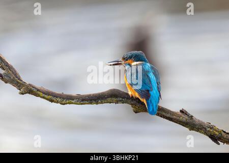 Vista laterale di un uccello kingfisher con un piccolo pesce nel suo conto su un ramo orizzontale sull'acqua Foto Stock