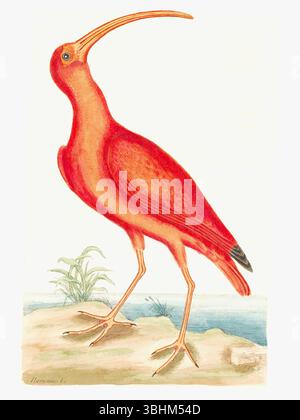 Mark Catesby - Scarlet Ibis - piastra 84 dal volume i della storia naturale della Carolina, della Florida e delle Isole Bahama di Mark Catesby (Londra, 1731). Foto Stock
