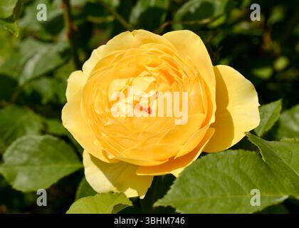 Rosa foetida Herrm. Gialla, o rosa austriaca di rame, che mostra i suoi caratteristici petali gialli centrati all'arancio e la semplice struttura floreale Foto Stock