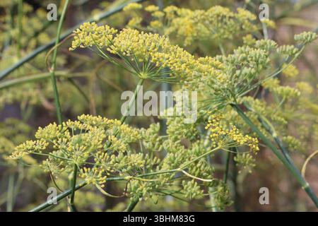 Finocchio Foeniculum vulgare con fiori gialli Foto Stock