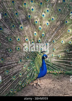 Magnifico pavone con vibrante piumaggio blu e verde. Le eleganti piume si aprono, mostrando intricati motivi oculari in tonalità d'oro e. Foto Stock