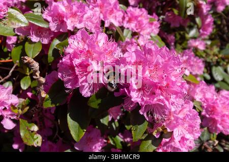 Un vivace primo piano cattura un bumblebee fuzzy che cerca diligentemente il nettare su un gruppo di brillanti fiori di rododendro rosa. L'ape è prominente Foto Stock