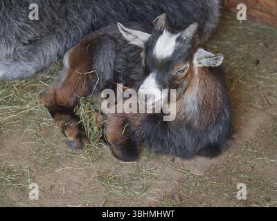 La piccola capra è adagiata sul fieno in una penna Foto Stock