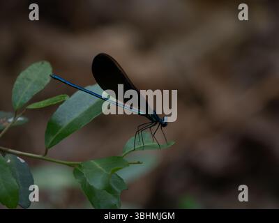 Splendida libellula gioielleria ebano o Calopteryx maculata arroccata su un legname verde parzialmente mangiato. Fotografato con una profondità di campo bassa in W.. Foto Stock