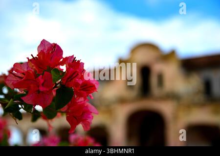 MOMPOX Bolívar COLOMBIA alberi estivi Magenta fioriscono in una giornata di sole di fronte al vecchio mercato di Mompox. Foto Stock