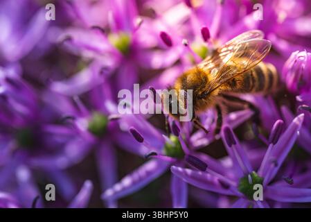 Questa immagine presenta una vista ravvicinata di un'ape che poggia meticolosamente su un bellissimo fiore viola, mostrando i suoi dettagli e i suoi colori intricati Foto Stock