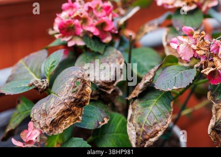 I fiori di ortensia sbiaditi con petali marroni e foglie bruciate mostrano segni di stress termico e decadimento. La pianta si trova su un balcone, danneggiato dal sole Foto Stock