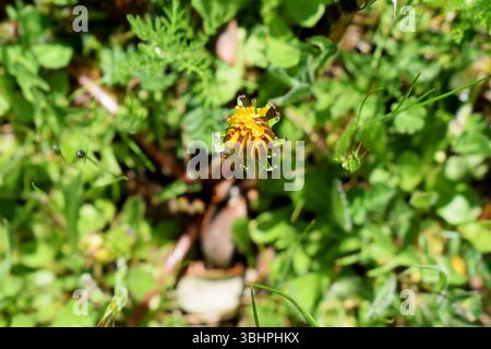 Fiore di dente di leone giallo sullo sfondo dell'erba verde in estate Foto Stock