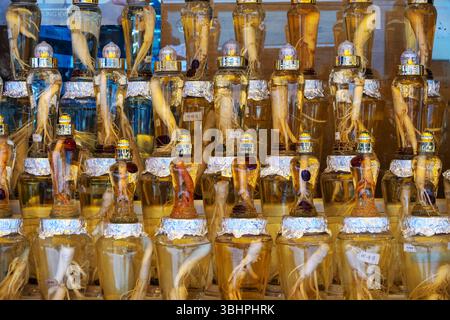 Radici tradizionali coreane di ginseng conservate in bottiglie di vetro ornate, esposte in file in un mercato di Seoul. Il liquido dorato e le radici formano un vibrante, m Foto Stock