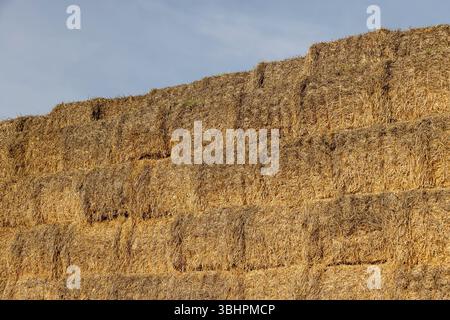 cielo blu e pile e lasciato sul campo per lo stoccaggio, paglia di grano giallo utilizzata in agricoltura e allevamento Foto Stock