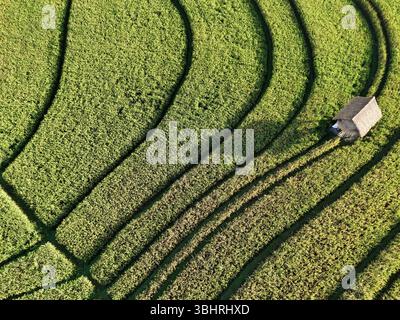 vista aerea dei droni, consistenza di terrazze di riso ingiallibili dall'alto Foto Stock