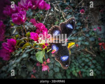 Una vibrante farfalla con ali scure e macchie blu arroccata su un fiore di bouganville rosa, circondata da lussureggianti foglie verdi. Foto Stock