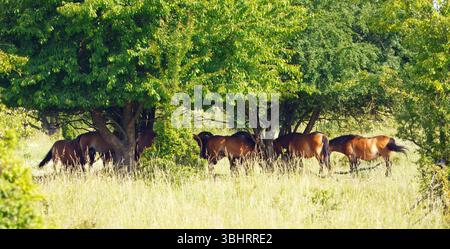 Un gruppo di pony Exmoor che pascolano in un prato verde all'ombra di grandi alberi. La tranquilla scena di campagna cattura la tranquillità e la bellezza naturale Foto Stock