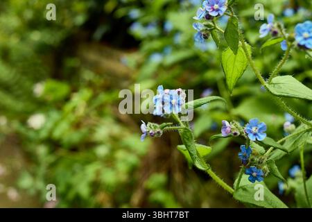 Alcani verdi che crescono in natura nel piccolo giardino di Dale del North Yorkshire a 900 metri circa. REGNO UNITO Foto Stock