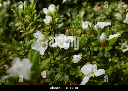 Le Azalea coltivate in vaso fioriscono a maggio in un'area riparata del piccolo giardino nel North Yorkshire a 900 piedi Foto Stock