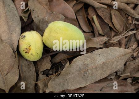 Due manghi maturi giacciono su una coperta di foglie secche, appena cadute da un albero, segnalando l'arrivo della stagione del mango. Foto Stock