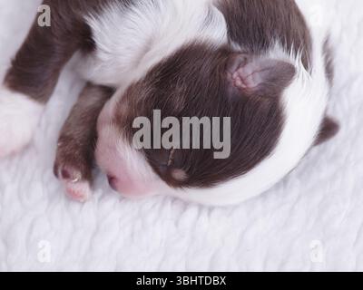 Il cucciolo dorme su una coperta bianca Foto Stock