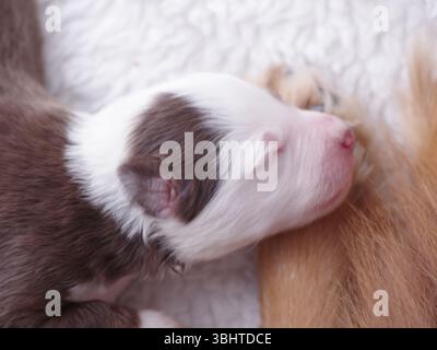 Il cucciolo dorme su una coperta bianca Foto Stock
