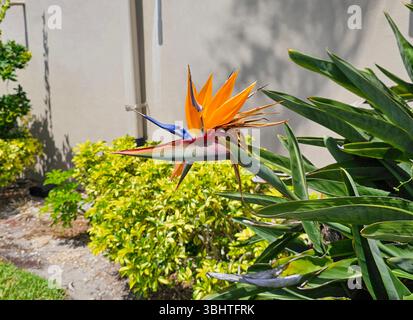 Strelitzia, fiore di uccelli paradisiaci, che cresce come piantagioni di fondazione a Melbourne, Florida Foto Stock