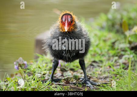 Soffice pulcino eurasiatico (Fulica atra) in piedi vicino a uno stagno, guardando direttamente nella fotocamera. Scattata nella primavera del 2025 nell'Olanda meridionale, Paesi Bassi Foto Stock