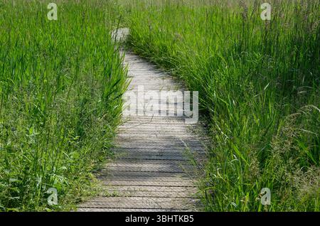 passerella in legno tra le canne, bayfield, norfolk settentrionale, inghilterra Foto Stock