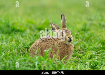 Lepre europea Lepus europeaus, alimentazione degli adulti nelle praterie, Bempton Cliffs, East Riding of Yorkshire, Regno Unito, luglio Foto Stock