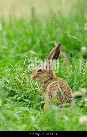 Lepre europea Lepus europeaus, alimentazione degli adulti nelle praterie, Bempton Cliffs, East Riding of Yorkshire, Regno Unito, luglio Foto Stock