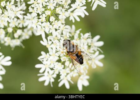 Batman hoverfly Myathropa florea, maschio nettare su Hogweed Heracleum sphondylium, Ivythorn Hill, Polden Hills, Somerset, Regno Unito Foto Stock