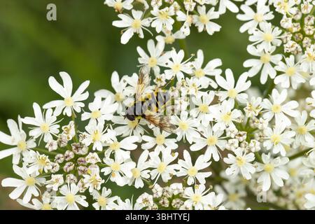 Batman hoverfly Myathropa florea, nettare femminile su Hogweed Heracleum sphondylium, Ivythorn Hill, Polden Hills, Somerset, Regno Unito Foto Stock